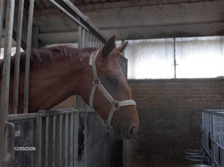 Dyrene - Søde Rocio tager lige en slapper :) Hun er Pølles hel søster :D billede 21