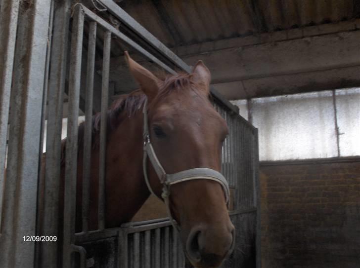 Dyrene - Søde Rocio tager lige en slapper :) Hun er Pølles hel søster :D billede 22