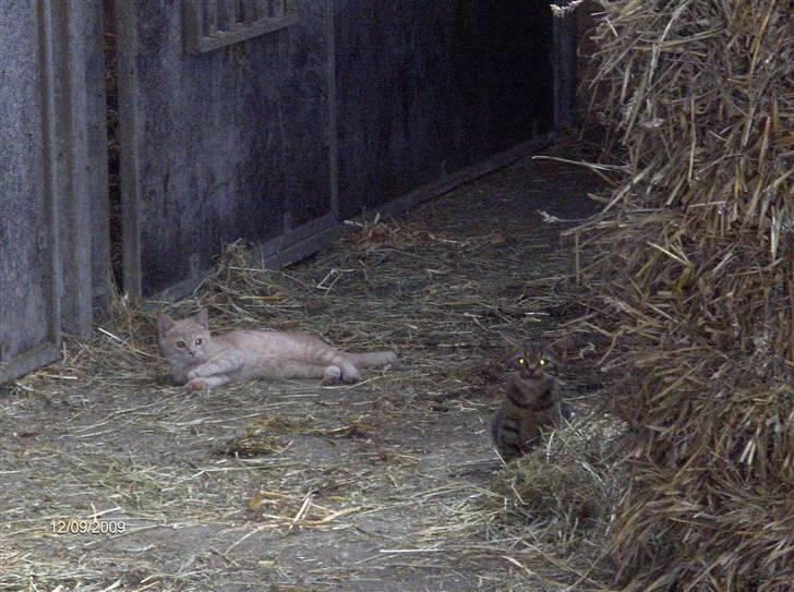 Dyrene - De søde misser :D billede 23