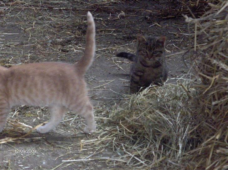 Dyrene - De søde misser :D billede 24