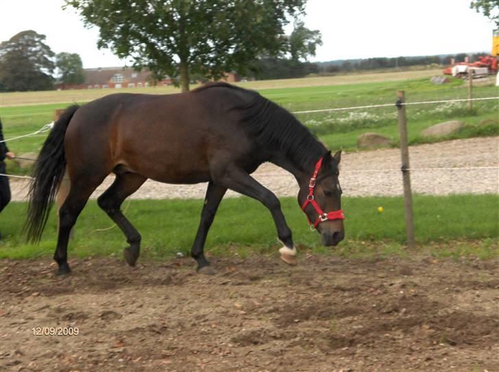 Dyrene - Pondus :- hans gode trav :) billede 27