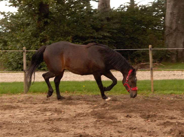 Dyrene - Pondus :D - lidt dårligt taget :p billede 29