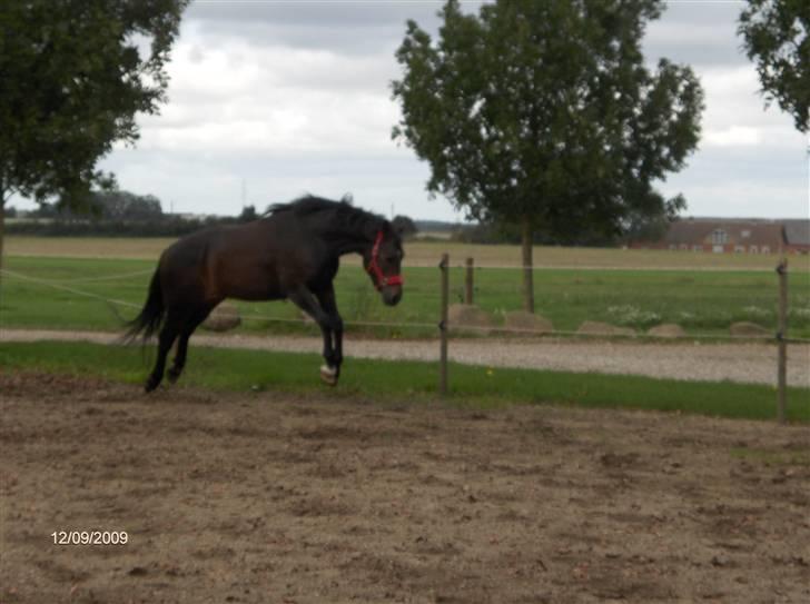 Dyrene - Pondus :D - I et bukkespring :) billede 30