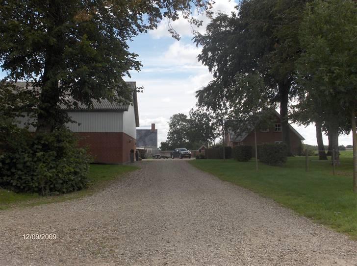 Dyrene - På vej op i gården i vores hjem :) - vejen til venstre fører om til stalden :) billede 47