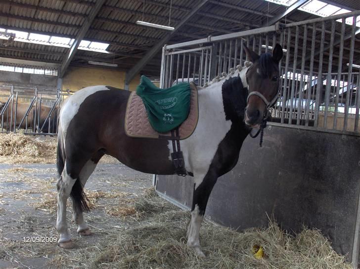 Dyrene - Vi sadler af :D billede 48