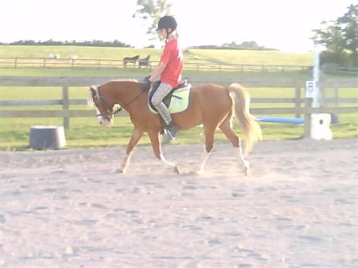 - Dressur Trænning d. 12/09-09 - Signe og Mr. Butterfly. billede 1