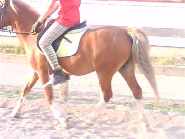 - Dressur Trænning d. 12/09-09 - Signe og Mr. Butterfly. billede 2