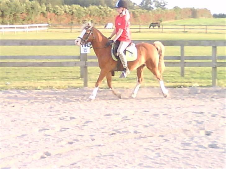 - Dressur Trænning d. 12/09-09 - Signe og Mr. Butterfly. billede 3