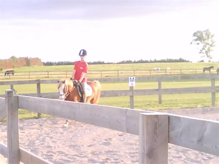 - Dressur Trænning d. 12/09-09 - Signe og Mr. Butterfly. billede 4