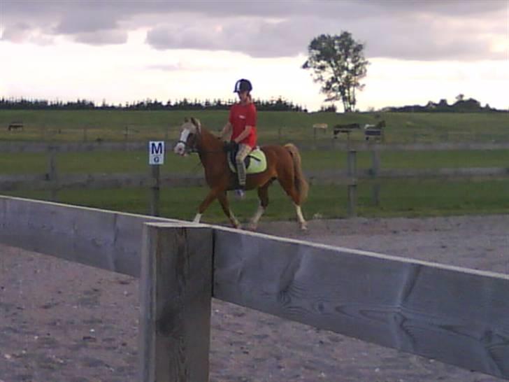 - Dressur Trænning d. 12/09-09 - Signe og Mr. Butterfly. billede 5