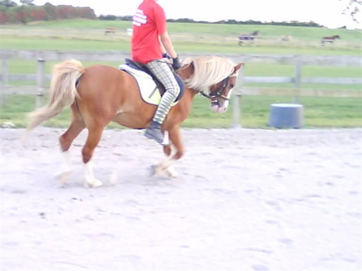 - Dressur Trænning d. 12/09-09 - Signe og Mr. Butterfly. billede 6