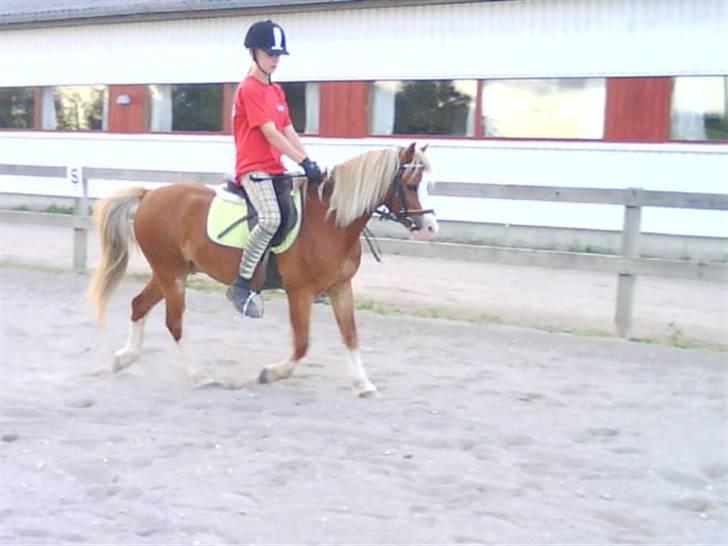 - Dressur Trænning d. 12/09-09 - Signe og Mr. Butterfly. billede 7