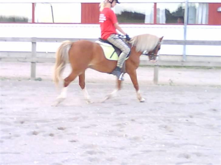 - Dressur Trænning d. 12/09-09 - Signe og Mr. Butterfly. billede 8