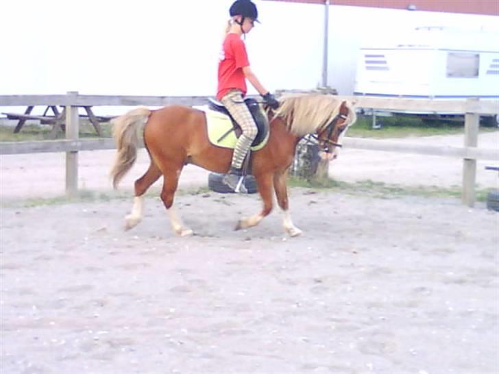 - Dressur Trænning d. 12/09-09 - Signe og Mr. Butterfly. billede 9