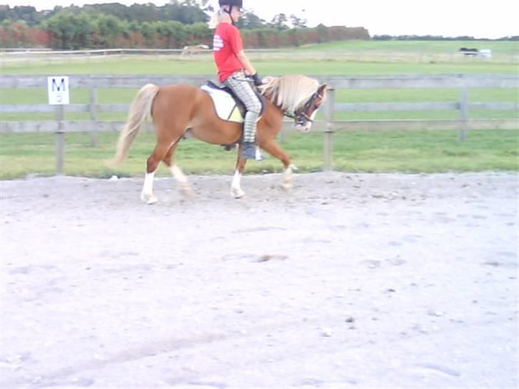 - Dressur Trænning d. 12/09-09 - Signe og Mr. Butterfly. billede 10