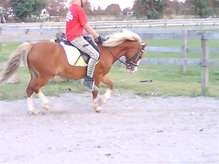 - Dressur Trænning d. 12/09-09 - Signe og Mr. Butterfly. billede 11