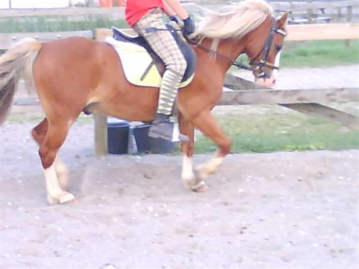 - Dressur Trænning d. 12/09-09 - Signe og Mr. Butterfly. billede 12