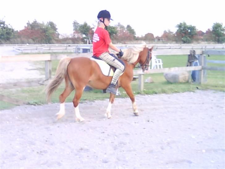 - Dressur Trænning d. 12/09-09 - Signe og Mr. Butterfly. billede 13