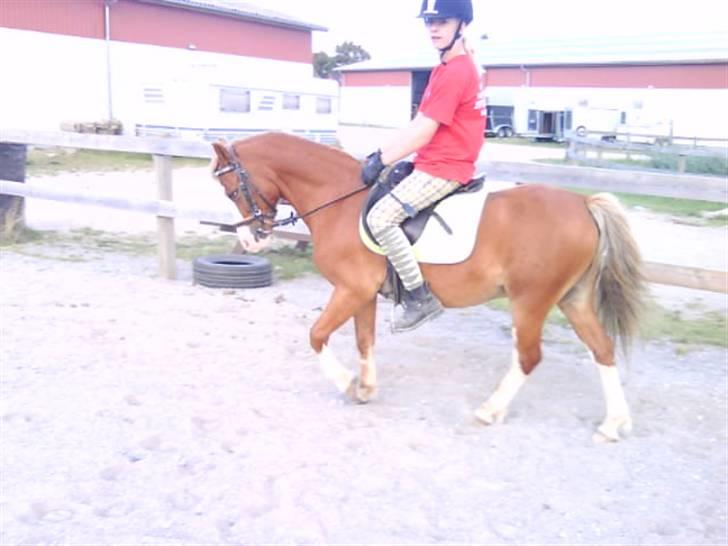 - Dressur Trænning d. 12/09-09 - Signe og Mr. Butterfly. billede 14