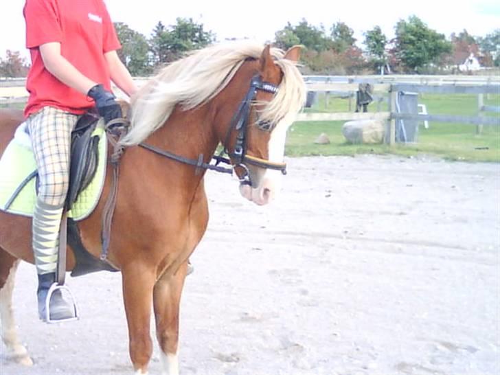 - Dressur Trænning d. 12/09-09 - Signe og Mr. Butterfly. billede 15