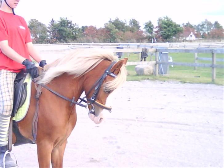 - Dressur Trænning d. 12/09-09 - Signe og Mr. Butterfly. billede 16