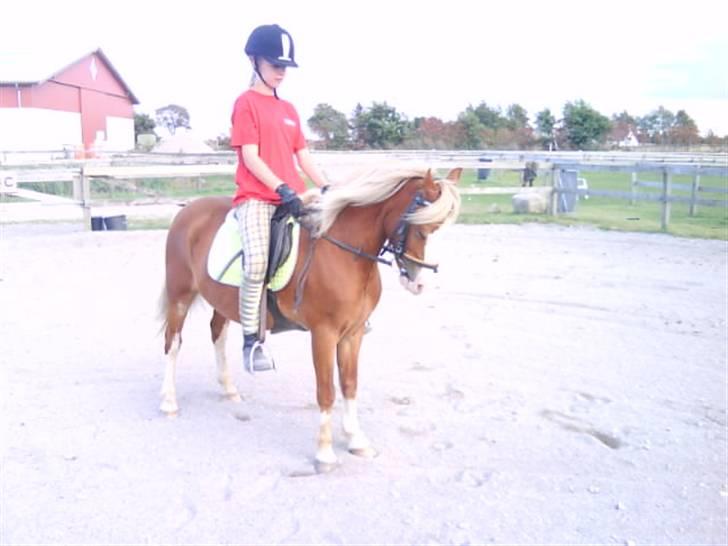 - Dressur Trænning d. 12/09-09 - Signe og Mr. Butterfly. billede 17