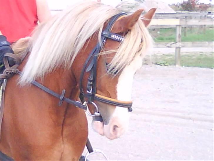 - Dressur Trænning d. 12/09-09 - Signe og Mr. Butterfly. billede 18