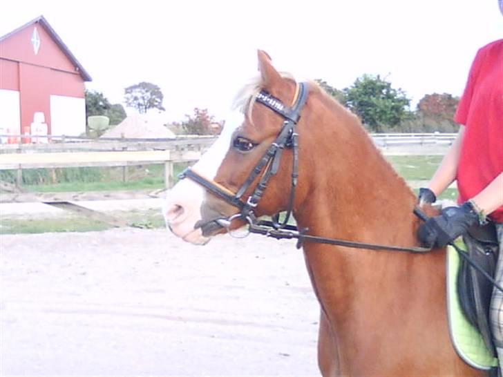 - Dressur Trænning d. 12/09-09 - Signe og Mr. Butterfly. billede 19