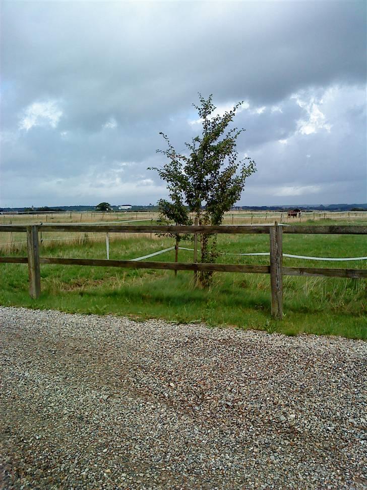 Her rider jeg Riisgaard sportsrideklub - Foldene, hver hest har sin egen fold også fællesfolde. billede 4