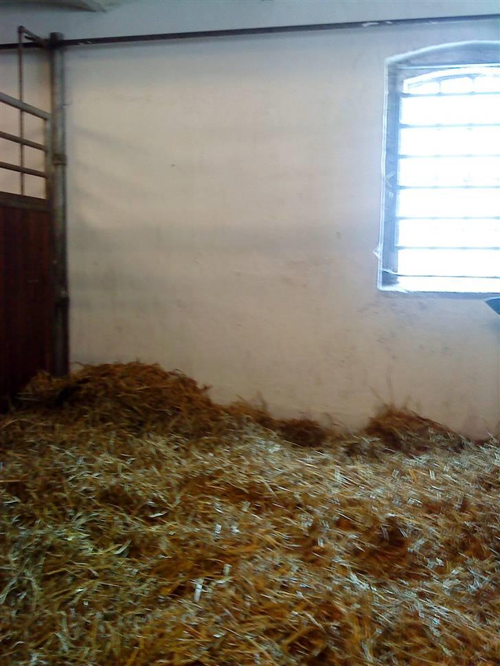 Her rider jeg Riisgaard sportsrideklub - Boks + vindue billede 11