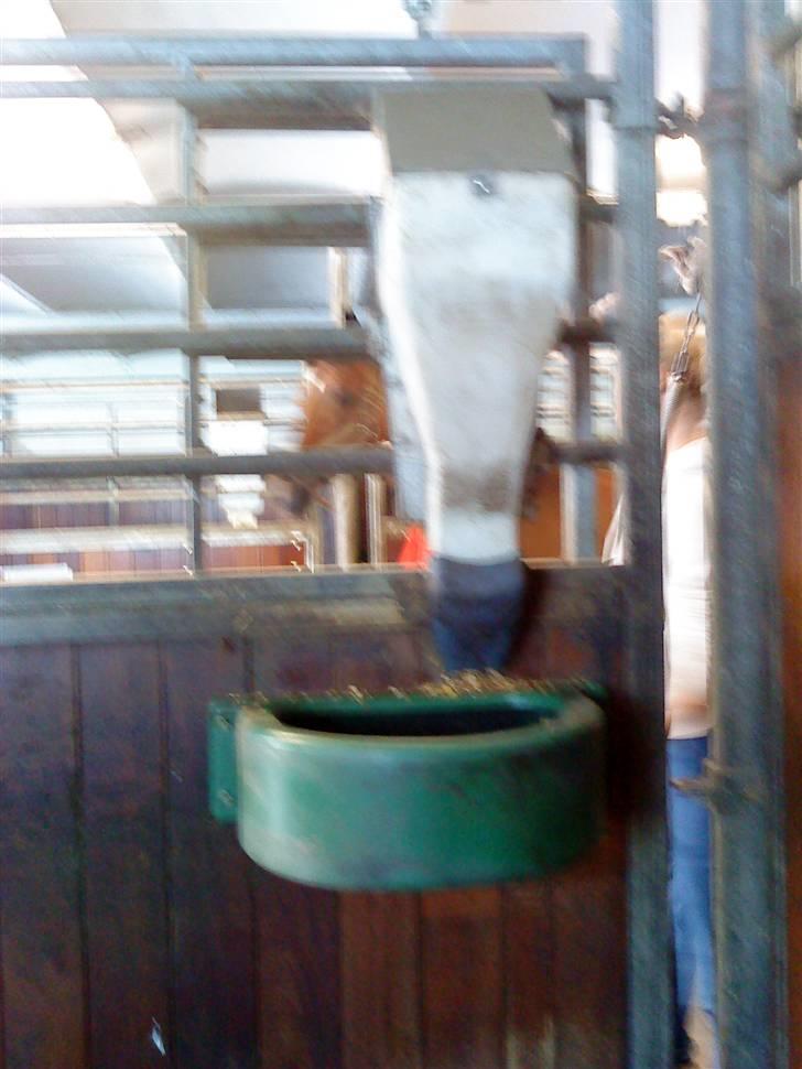 Her rider jeg Riisgaard sportsrideklub - Foderaftumaet til hver hest. billede 12