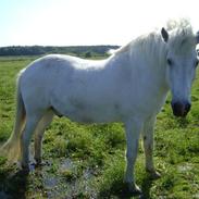 Geysir <3 den sidste tid