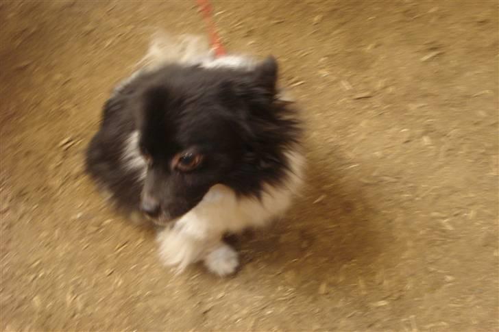 Min lille kamphund<3<3 billede 1