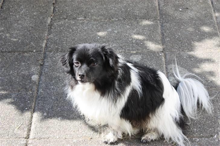 Min lille kamphund<3<3 billede 2