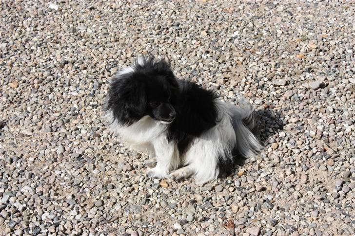 Min lille kamphund<3<3 billede 3