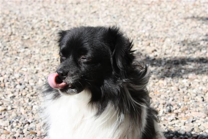 Min lille kamphund<3<3 billede 4