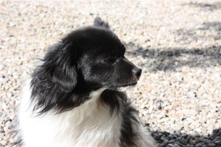 Min lille kamphund<3<3 billede 5