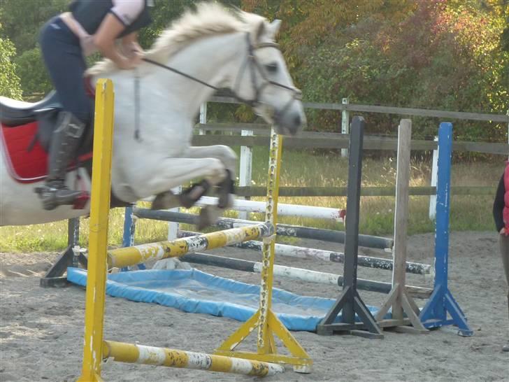 Springundervisning på Gøngehusfarmen d. 17/9 2009 billede 31