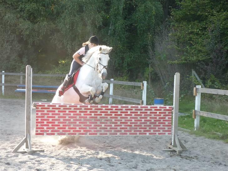 Springundervisning på Gøngehusfarmen d. 17/9 2009 billede 32