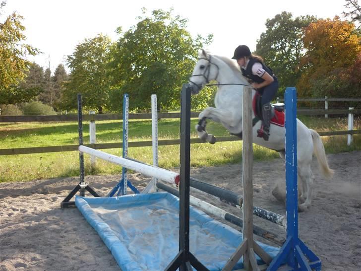 Springundervisning på Gøngehusfarmen d. 17/9 2009 billede 35