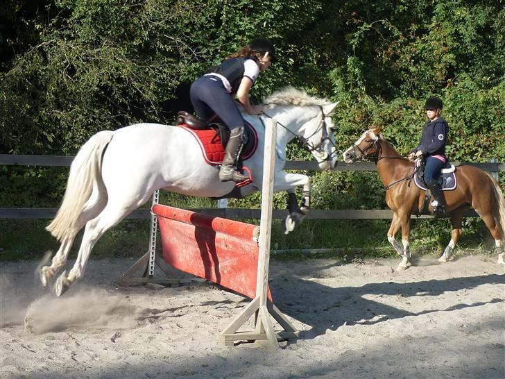 Springundervisning på Gøngehusfarmen d. 17/9 2009 billede 37