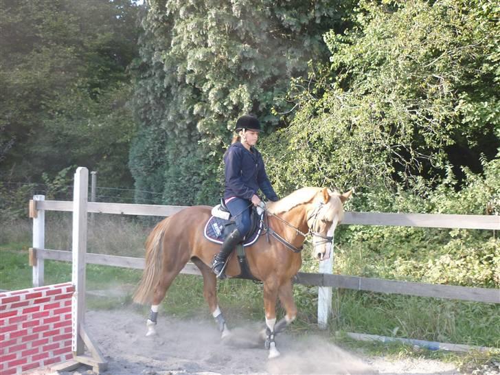 Springundervisning på Gøngehusfarmen d. 17/9 2009 billede 43