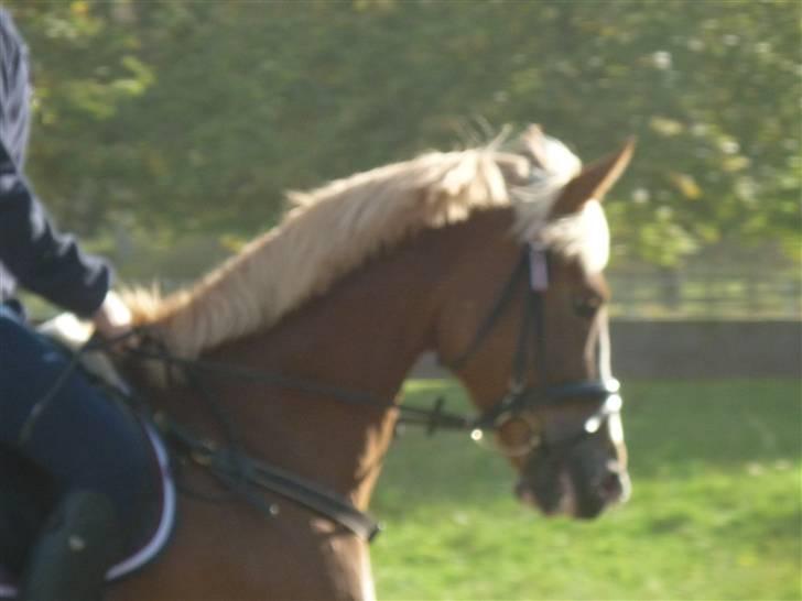 Springundervisning på Gøngehusfarmen d. 17/9 2009 billede 46