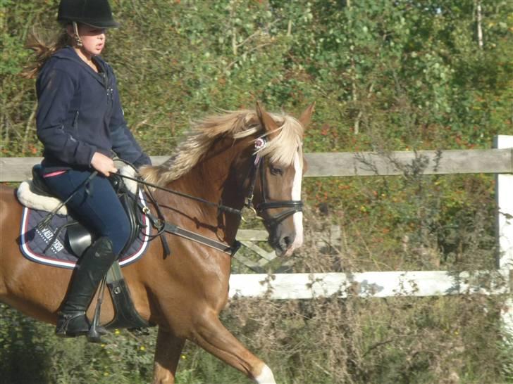 Springundervisning på Gøngehusfarmen d. 17/9 2009 billede 47