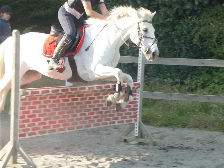 Springundervisning på Gøngehusfarmen d. 17/9 2009 billede 52