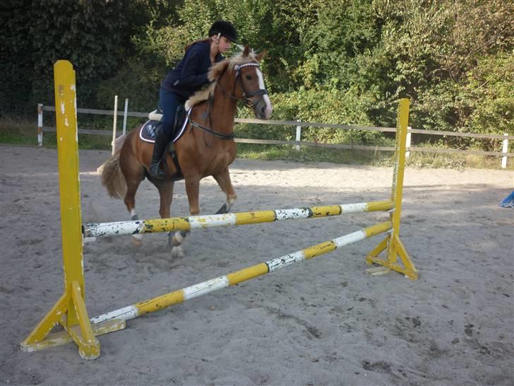 Springundervisning på Gøngehusfarmen d. 17/9 2009 billede 57