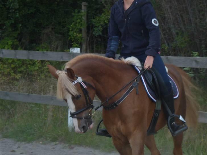 Springundervisning på Gøngehusfarmen d. 17/9 2009 billede 60