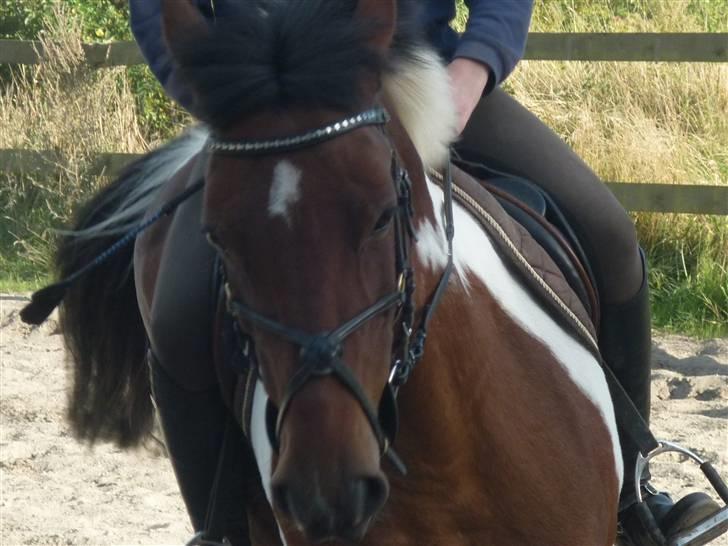 Springundervisning på Gøngehusfarmen d. 17/9 2009 billede 61