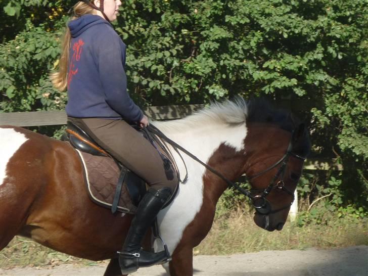 Springundervisning på Gøngehusfarmen d. 17/9 2009 billede 62