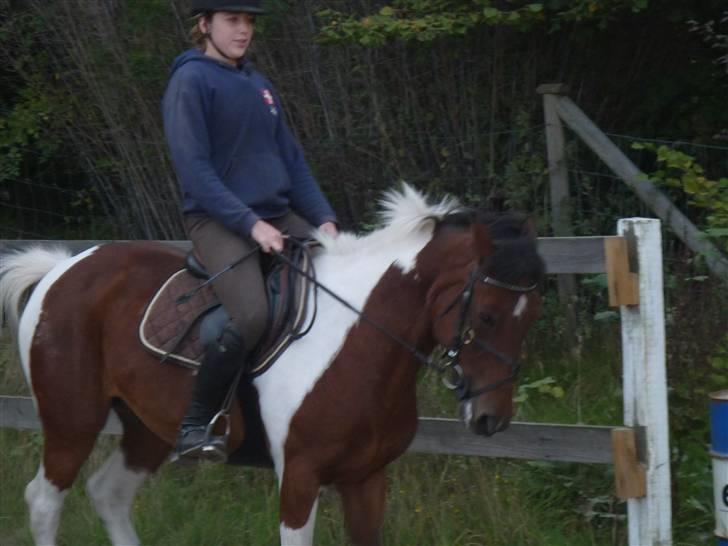 Springundervisning på Gøngehusfarmen d. 17/9 2009 billede 63